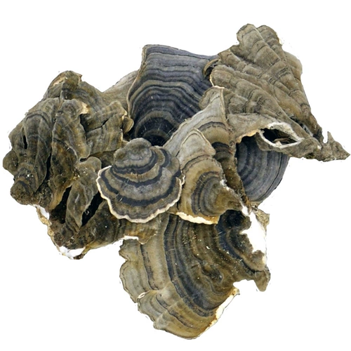 Yunzhi 500g сухой продукт Чангбай горные горы Huang Yunzhi Руки Руки Хэндсон Лингжи Линжизол.