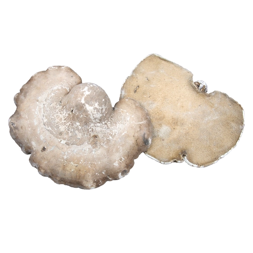 Wild Bai Ganoderma Pure Natural Yuzhi Naving Ginking Guldine Changbai Mountain Bai Lingzhi 50 Yuan/250 грамм