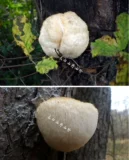 Чанбайский гориоризовый гриб 30 юань 200 грамм бесплатного порошка