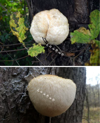 Чанбайский гориоризовый гриб 30 юань 200 грамм бесплатного порошка