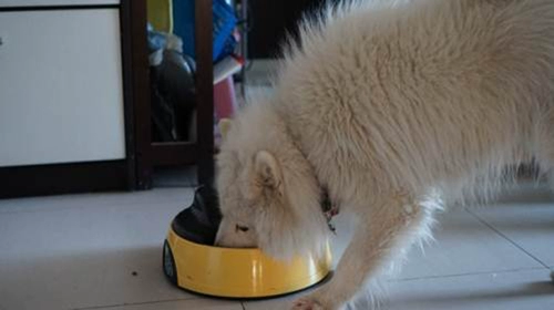 Pet Puppies, Порошок морских водорослей Teddy Mao Mao Mao Mao Mao Mao Dog, Black Nose, Golden Merk Samoyed Lecithithin 300G