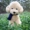 Teddy dog ​​đồ chơi sang trọng hình con chó mô phỏng linh cẩu hơn gấu búp bê cô gái quà tặng trẻ em - Đồ chơi mềm