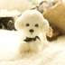 Teddy dog ​​đồ chơi sang trọng hình con chó mô phỏng linh cẩu hơn gấu búp bê cô gái quà tặng trẻ em - Đồ chơi mềm đồ chơi cho bé sơ sinh Đồ chơi mềm