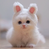 Шлем, милый кролик, шапка, кукла с аксессуарами, популярно в интернете, кот