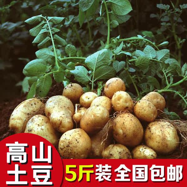 神农架 农家自产 纯天然 高山小土豆 5斤￥13.9包邮 3件再减￥10