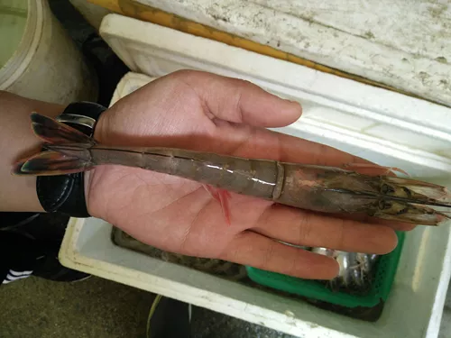 Далянические хюанхайские морские креветки