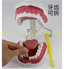 2 times large teeth (disassembly of the lower teeth+tongue)