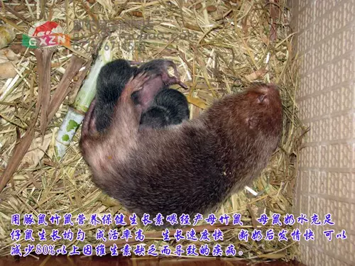 [豚鼠竹鼠营养保健生长素苍鼠海狸鼠黑豚添加剂催长素防病快大比大]