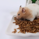 Закуски Hammel, желтый порошок, червь, зерновая лапша, сухой продукты, рыба, зерно черепах, птичья пищу 400 мл консервированных бабочек с лапшой