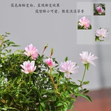 Японское растение kya rose с горшечным растением с зародышевыми цветами и девочками для девушек роза супер бонсай офис четыре сезона цветут зеленые растения