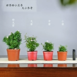 Японское растение kya rose с горшечным растением с зародышевыми цветами и девочками для девушек роза супер бонсай офис четыре сезона цветут зеленые растения