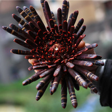 Морская раковина 包邮天然海螺贝壳海葵花海菊花石笔海胆收藏礼品摆件橱窗设计珊瑚