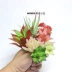 Cây nhân tạo mọng nước phụ kiện tự làm hoa cắm hoa vật liệu hoa nhân tạo nhựa nhân tạo - Hoa nhân tạo / Cây / Trái cây hoa đào giả Hoa nhân tạo / Cây / Trái cây