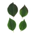 Lá nhựa mô phỏng lá trang trí hoa nhựa cây giả dải cây xanh cây nho xanh trong nhà treo trang trí - Hoa nhân tạo / Cây / Trái cây Hoa nhân tạo / Cây / Trái cây