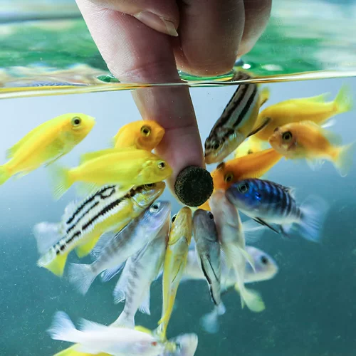Sensen Small Fish Patch Feed Tropical Fish Bucket Fish Fid Food Pavecock