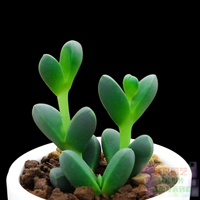 Antlee Begonia 3-5 см одиночной головы