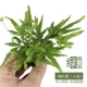 Mini Point SEDES SEDES-WILLOW FERN S