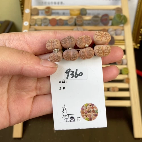 Шенши цветок маленький милый 9360