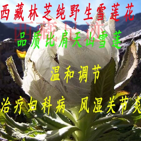 250G Бесплатная доставка Тибета из Ninzhi Pure Wild Snow Lotus, чем плечо Тяньшан Снежный Лотос