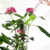 Sáng tạo phun nước tưới hoa vòi phun nhỏ hộ gia đình nồi tưới nước dụng cụ làm vườn ra hoa tưới nước nguồn cung cấp ấm đun nước vòi xịt tăng áp tưới cây Nguồn cung cấp vườn