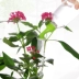 Sáng tạo phun nước tưới hoa vòi phun nhỏ hộ gia đình nồi tưới nước dụng cụ làm vườn ra hoa tưới nước nguồn cung cấp ấm đun nước