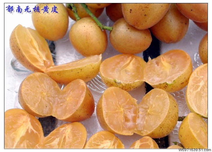 广西嫁接苗_广西基地直销 鸡心黄皮果嫁接苗 