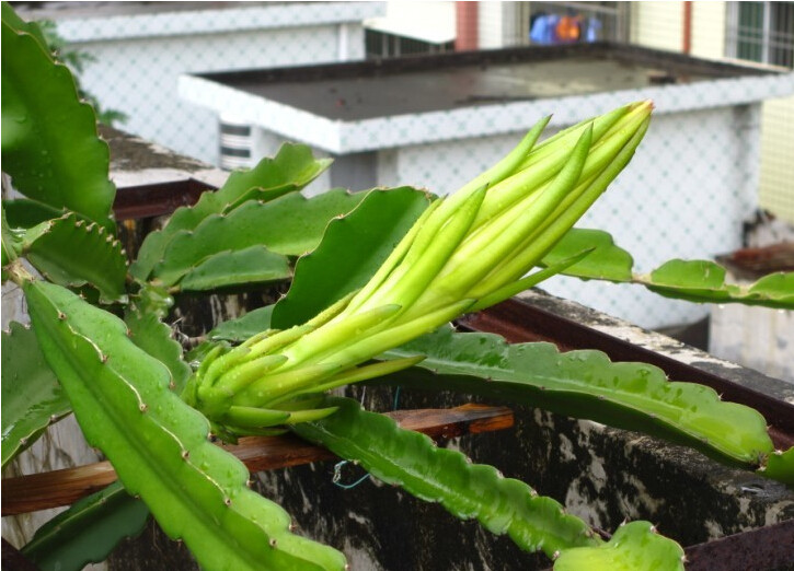 当年开花/霸王花苗 褒汤一流 观赏 绿化 食用 苗高约25cm