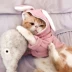 Chó cưng Teddy luật chiến đấu quần áo mèo Bago quần áo chó nhỏ tai thỏ dễ thương phim hoạt hình mèo mùa xuân và quần áo mùa hè - Quần áo & phụ kiện thú cưng