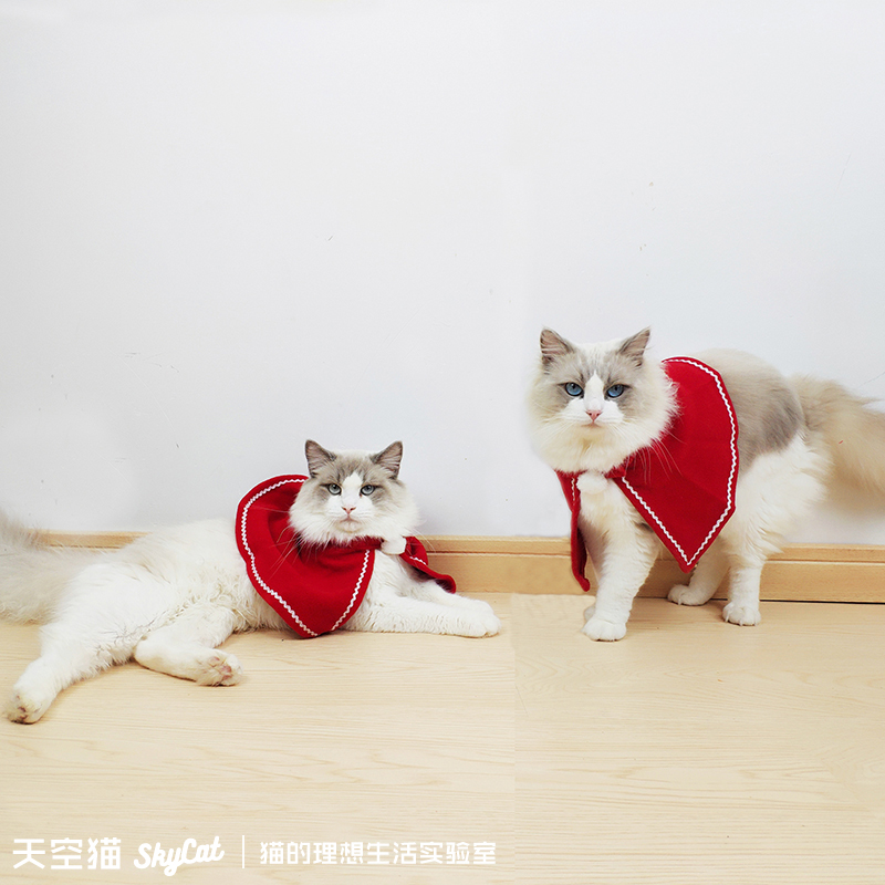 Red pets. Рэгдолл в костюме. Милые котики в одежде. Оригинальная кошка. Милый котик с одеждой.