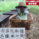 Shenshan Live Diging Low Pool Fresh Bee таблетки | Императорское желе pure Натурально производится и продает свежие 500 г