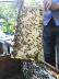 Xiao Jing Ge Tinh khiết tự nhiên tổ ong mật ong 1 kg tải Máy chà nhám hỗ trợ khung ép dầu gội - Kính mắt kính Kính