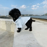 Собачья одежда пижам пижамы плюшевые бишон -бишон боевой щенок маленький собака лето кот весна лето осень Осень чистый хлопок тонкий стиль