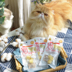 2018.12.15 Thuốc trên Ford Lựa chọn Cheese Cheese Cheese Cheese Cat Snacks 3 miếng làm thức ăn cho mèo Đồ ăn nhẹ cho mèo