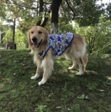 Жилет без рукавов для кошек Жилет для собак Картонный рисунок Модель Bully Fighter Тедди Золотистый ретривер Французский боец Корги Образец модели