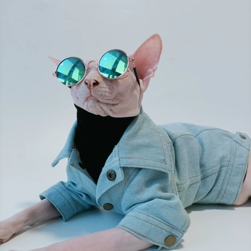 Рубашка для пиджаки для домашних кошек -Шаблон одежды для одежды, безволосой кошка, версия для кошачьего кошачьего кота с швейным видео