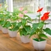 Mô phỏng bột cọ bonsai bột hoa trang trí trong nhà hoa văn phòng cây xanh hoa giả hoa nhựa phòng khách thực vật - Hoa nhân tạo / Cây / Trái cây Hoa nhân tạo / Cây / Trái cây