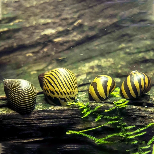 Смотрение улитки Pet Pet водоросли инструмент улитки улитка черный король Kong улитка улитка улитка улитка зеленая улитка золотая улитка