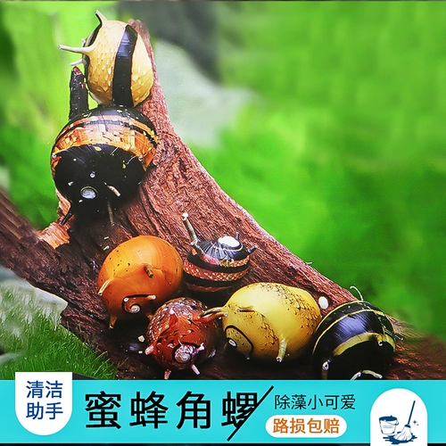 Смотрение улитки Pet Pet водоросли инструмент улитки улитка черный король Kong улитка улитка улитка улитка зеленая улитка золотая улитка