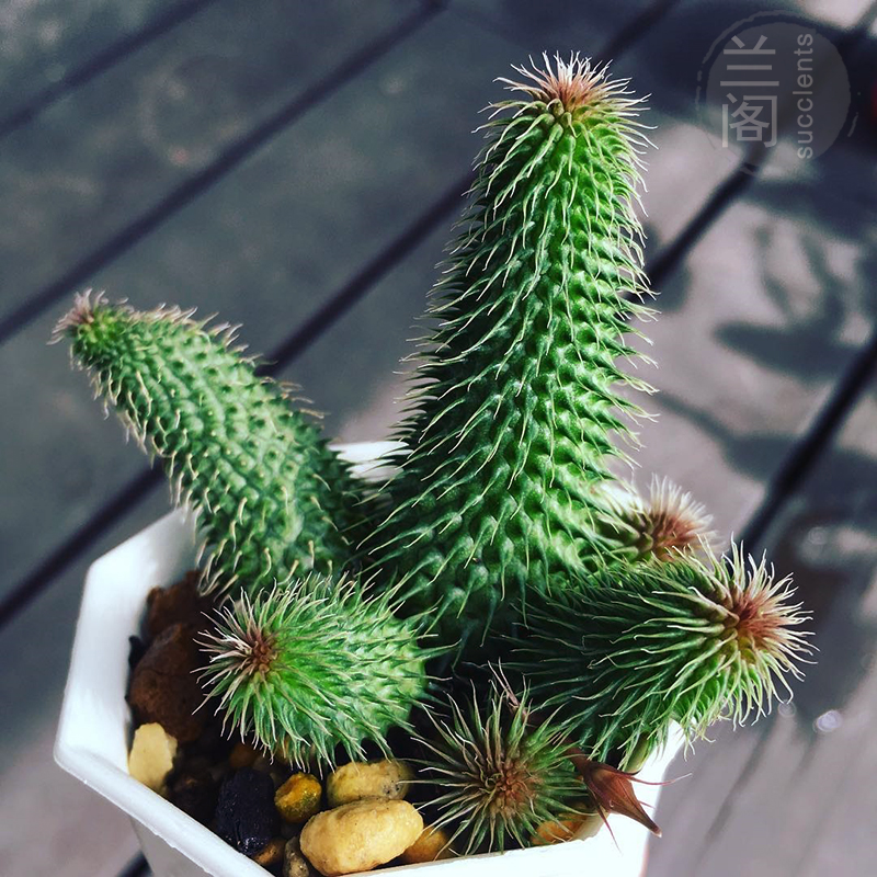 6CM Succulents Cactus Plant Asclepiadaceae Huernia ...