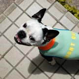 Специальное предложение очистка японская одежда для домашних животных летняя холодная одежда собака и кошачья универсальная маленькая и средняя собака быстро сухая ночная одежда