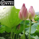 SF Бесплатная доставка теперь выбирает свежие лотосовые цветочные бутоны, цветы, цветочные букеты, цветочная вода для буддийских гидравлических растений