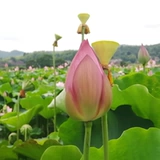 SF Бесплатная доставка теперь выбирает свежие лотосовые цветочные бутоны, цветы, цветочные букеты, цветочная вода для буддийских гидравлических растений