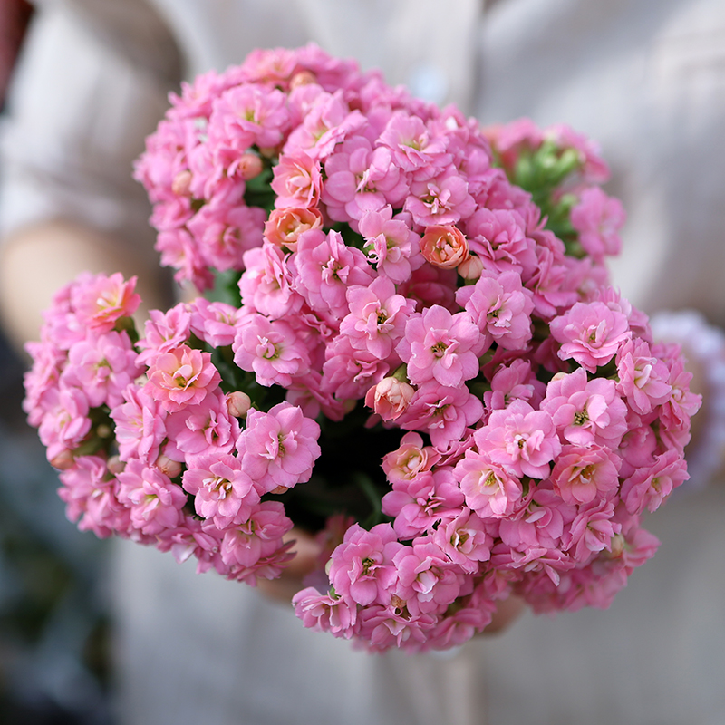 長寿花 鉢植え 緑のパリの花 花 シミ ヒヤン 花 重い花びら 輸入 屋内植物 竹の小川 花の庭 中国仕入れ Com