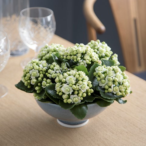 長寿花 鉢植え 緑のパリの花 花 シミ ヒヤン 花 重い花びら 輸入 屋内植物 竹の小川 花の庭 中国仕入れ Com