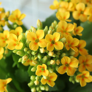 長寿花 鉢植え 緑のパリの花 花 シミ ヒヤン 花 重い花びら 輸入 屋内植物 竹の小川 花の庭 中国仕入れ Com