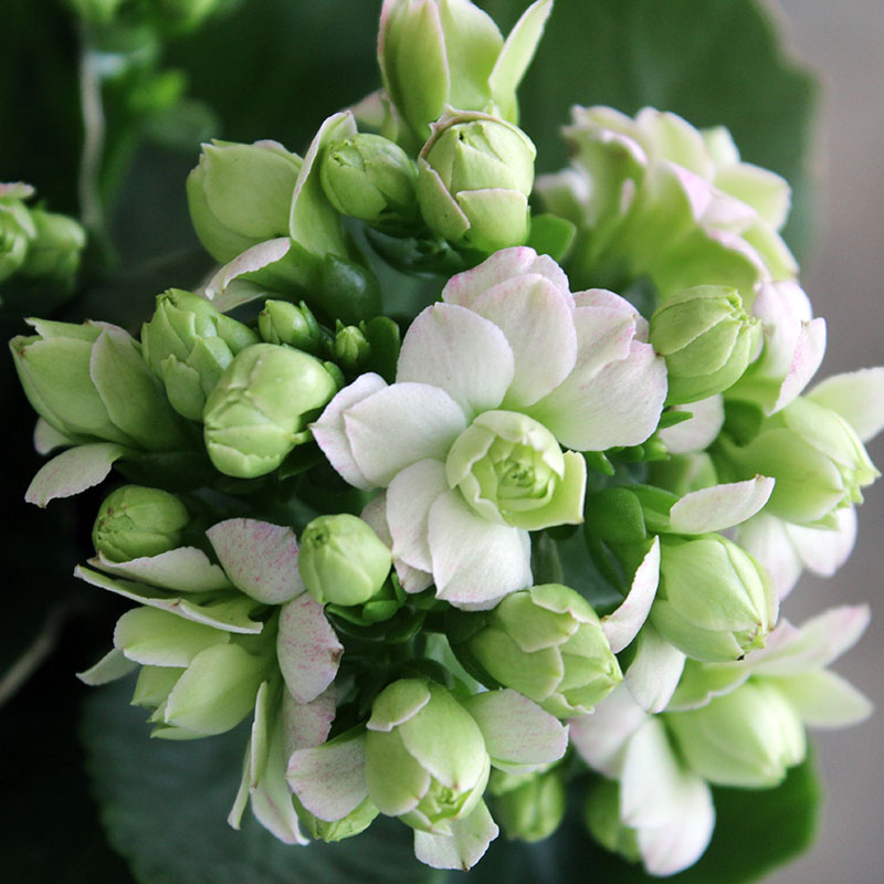 長寿花 鉢植え 緑のパリの花 花 シミ ヒヤン 花 重い花びら 輸入 屋内植物 竹の小川 花の庭 中国仕入れ Com