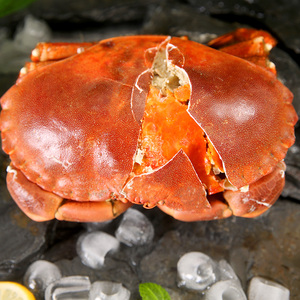 面包蟹鲜活熟冻超大 海鲜螃蟹 即食黄金蟹母膏蟹 海蟹包邮