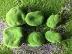 Trồng đá mô phỏng đá xanh đá mô phỏng rêu đá rêu hoa sắp xếp vật liệu đá rêu - Hoa nhân tạo / Cây / Trái cây