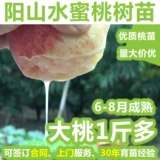 Аутентичные Wuxi Yang Landscape Peach Seedings Специальные прививки персиковых саженцев и саженцев фруктов на юг и юг