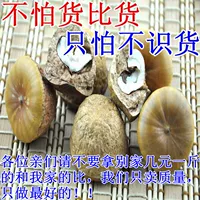 10 фунтов бесплатной доставки китайские лекарственные материалы Гуанси специальные романтические фрукты дикие романтические фрукты гланы 500 г.